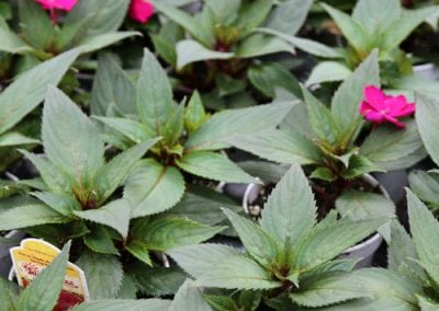 Sunpatiens