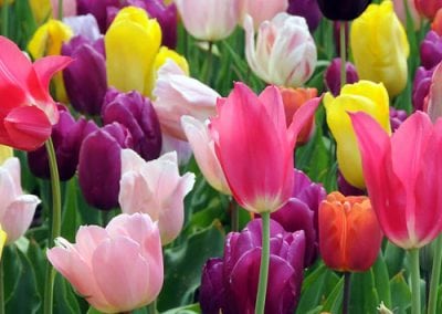 Tulips