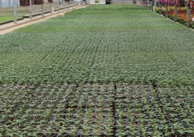 Vegetable Flats