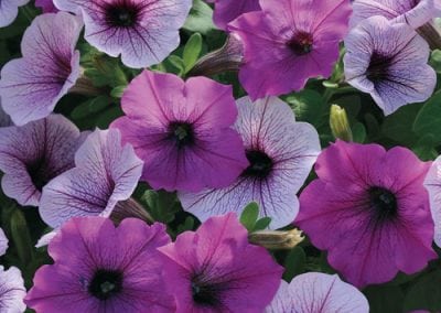 Wave Petunias