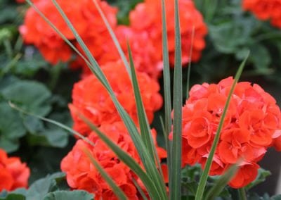 Zonal Geraniums