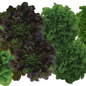Assorted Living Lettuce