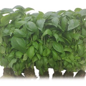 Living Basil