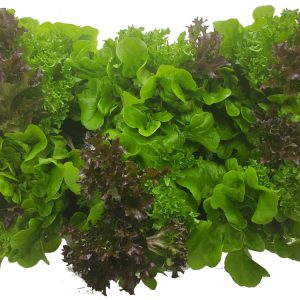 Salad Trio Lettuce