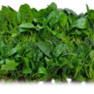 Living Spinach