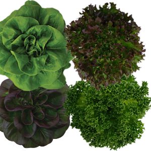 4-Pack Living Lettuce