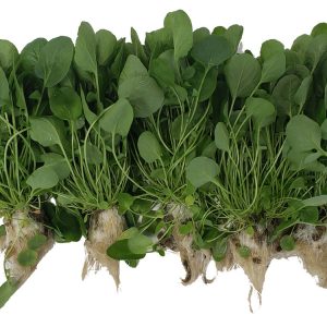 5 Heads of Watercress